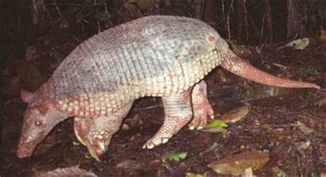 Giant Armadillo - Large, Plated, Sleepy Dillo | Animal Pictures and Facts | FactZoo.com