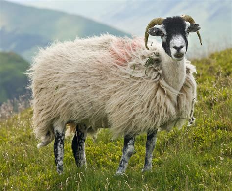 پرونده:Swaledale Sheep, Lake District, England - June 2009.jpg - ویکی ...