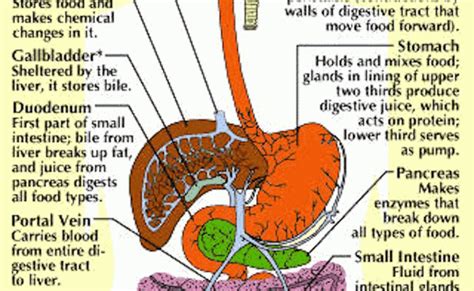 The Digestive System Structure And Function Nursing Part 1 – Otosection