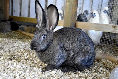 Flemish Giant Rabbit: Facts, Temperament, Care, Pictures