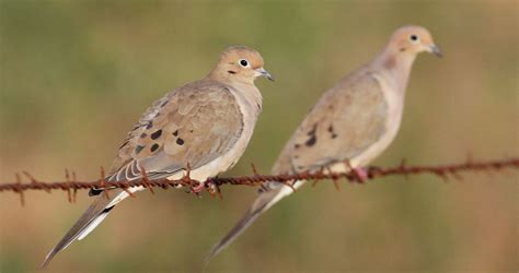 Texas dove hunting: Weather could bring a better season in 2022