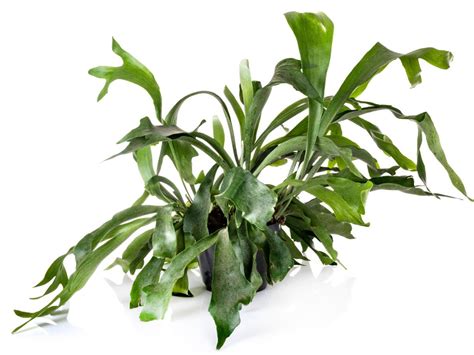 Staghorn Fern Care - How To Grow A Staghorn Fern Indoors And In The Garden