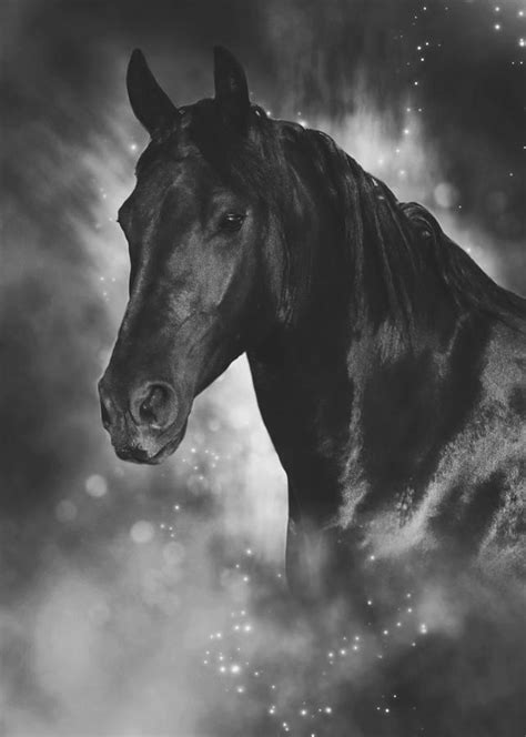 Portrait Of A Black Horse Photograph by Wolf Shadow Photography