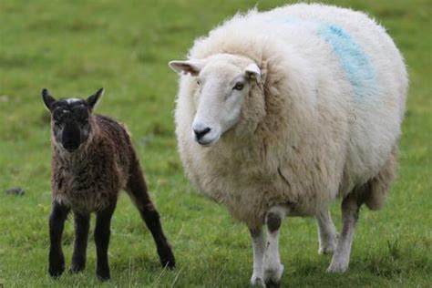 A geep or a shoat?: farmer seeks name for rare animal born from sheep and goat | London Evening ...