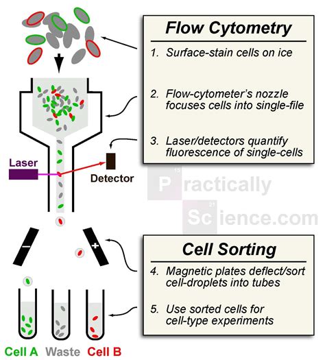 Flow Cytometry Certificate Program - prntbl.concejomunicipaldechinu.gov.co