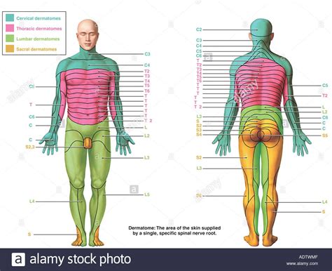 Each spinal nerve (except C1) receives sensory input from a specific ...