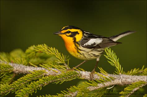 Blackburnian Warbler male