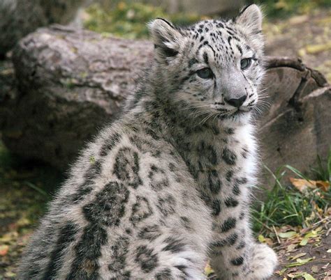 Hello Beautiful 1 | One of the snow leopard cubs at the Buff ...