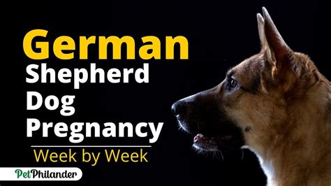 How Long Does German Shepherd Stay Pregnant