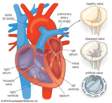 Heart valve | anatomy | Britannica