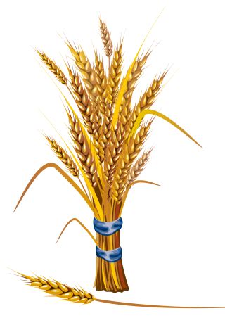 Wheat Leaf Pic PNG Transparent Background, Free Download #47594 - FreeIconsPNG