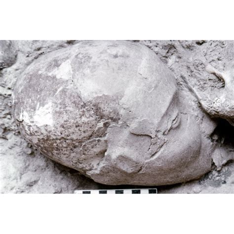 Jericho Human Skull Nhuman Skull Found At Jericho With Living Features ...