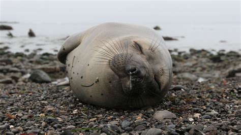 Elephant Seal Facts Animals Of The Oceans Worldatlas