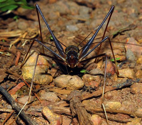 Long-legged spider cricket (cf Eidmanacris sp, Phalangopsi… | Flickr - Photo Sharing!