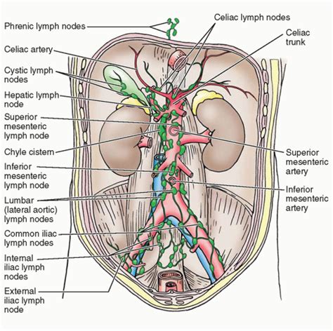 Surgical Anatomy Of The Retroperitoneal And Pelvic, 60% OFF