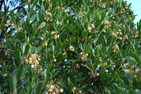 Arbutus Unedo | Emerald Plants