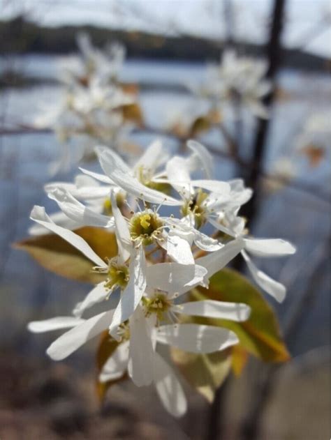 Shadbush in Bloom — First Light Wildlife Habitats