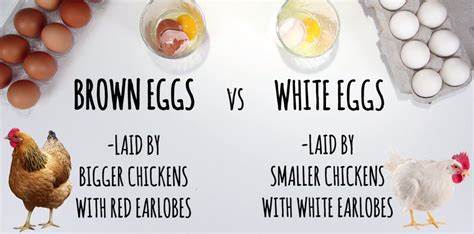 brown and white eggs comparison | A2Z Medical Centre