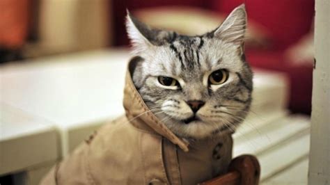 A Cat In A Coat HD desktop wallpaper : Widescreen : High Definition ...