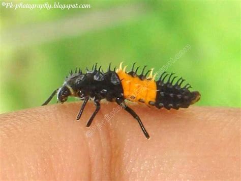 Ladybug Larvae | Nature, Cultural, and Travel Photography Blog