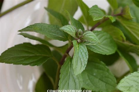 How to Use Mint Leaves for Food, Medicine, & More