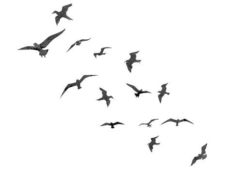 Bird flight Swallow Flock - flying birds png bird silhouette png ...