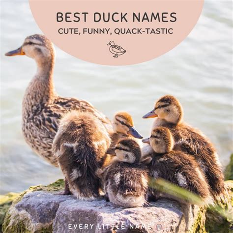 200+ Best Duck Names (Cute, Funny, and Quack-tastic) - Every Little Name