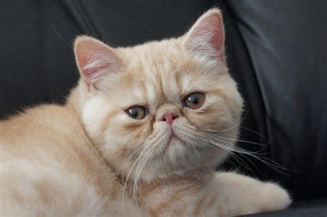 Top 10 Cutest Cat Breeds