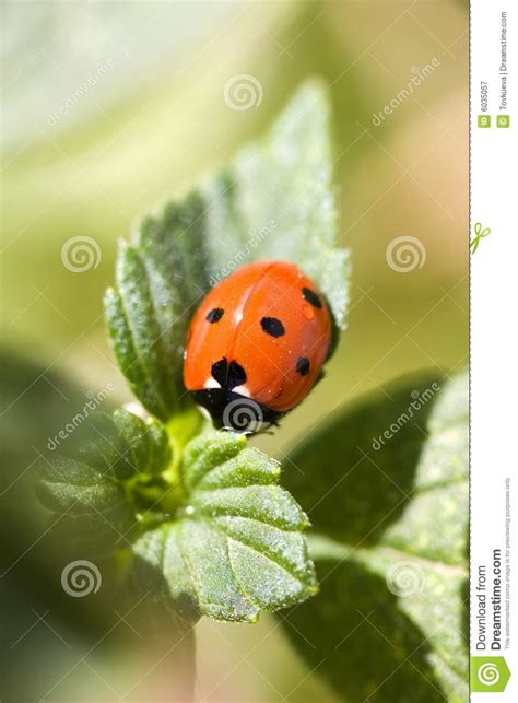 Ladybug on green leaf stock image. Image of animal, leaf - 6035057