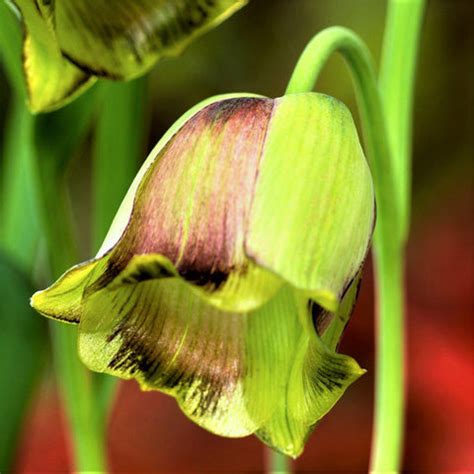 Fritillaria Planting Guide – Easy To Grow Bulbs