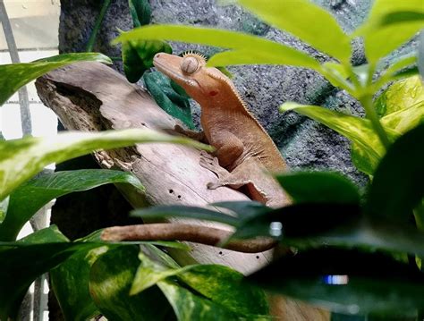 Crested Gecko Breeders - The Critter Depot