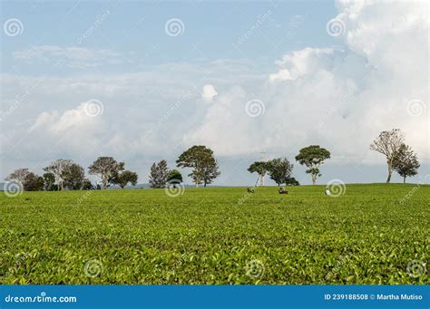 Scenic Kericho Tea Plantation Stock Photo - Image of fields ...