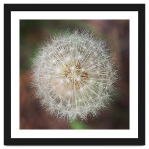 dandelion clock Art Print by jonesyinc | arthaus