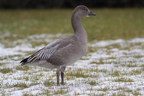 Ann Brokelman Photography: Snow Goose - juvenile blue morph Dec 1, 2013