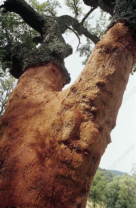 Cork oak tree - Stock Image - B720/0190 - Science Photo Library