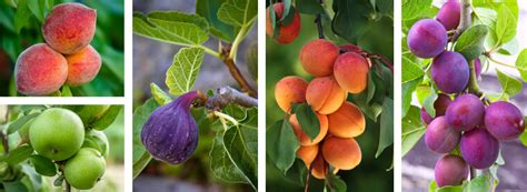 Deciduous Fruit Trees | Arizona | SummerWinds Nursery