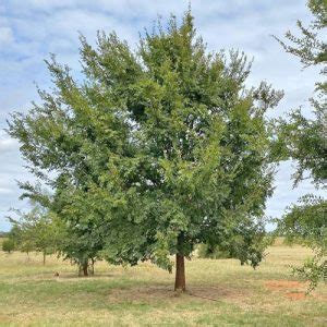 Chinese Elm Tree Images - Garden Center Point