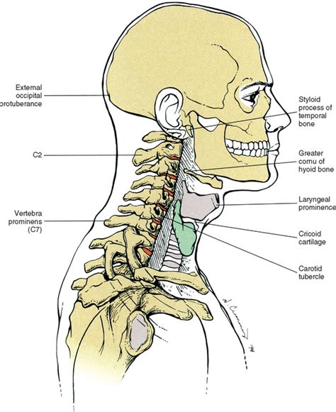 Back Of Neck Anatomy Bones : Conditions and Treatments : The motion of flexing your head forward ...