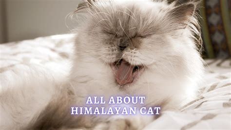 Himalayan Cat Breed Profile, Characteristics & Care