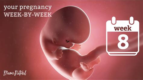 8 Weeks Pregnant - Natural Pregnancy Week-By-Week - YouTube