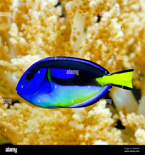 Blue regal tang fish in tropical aquarium Stock Photo - Alamy