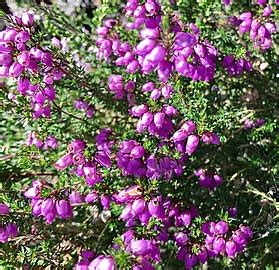 Erica (plant) - Wikipedia