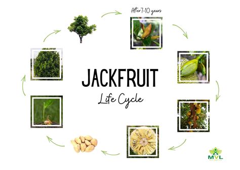 For the Love of Jackfruit - What is a Jackfruit