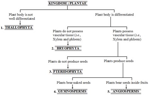 Division : Thallophyta (Algae) Archives - CBSE Library