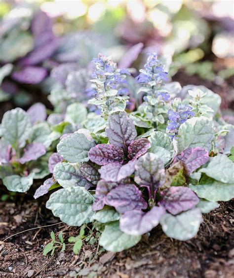 15 Impossible-to-Kill Outdoor Plants | Real Simple