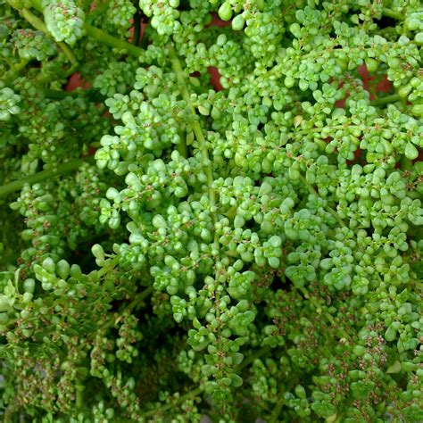 Pilea microphylla, Artillery Plant in GardenTags plant encyclopedia