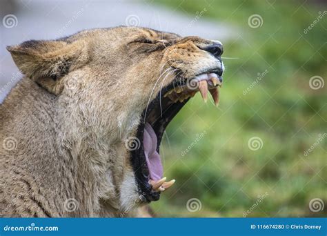 Lioness Roar stock photo. Image of lions, nature, india - 116674280