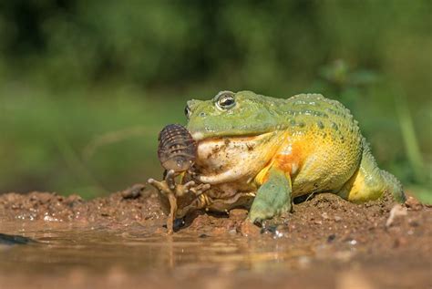 African bullfrog eating cockroach by Pavel Svoboda on 500px | African bullfrog, African, Toad