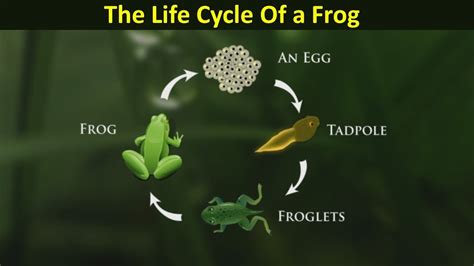 The Life Cycle of a Frog - YouTube