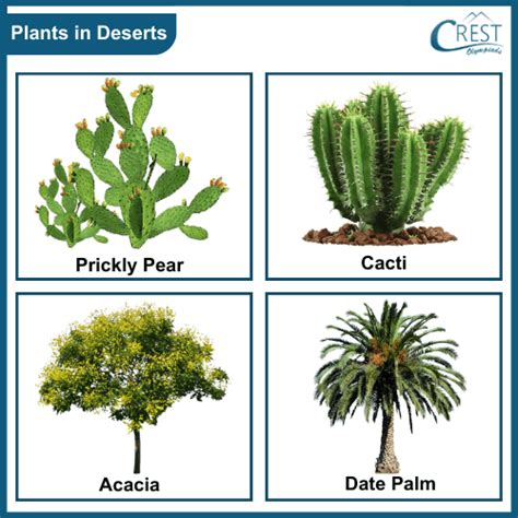 Habitats and Adaptations of Plants Class 5 Notes | Science Olympiad